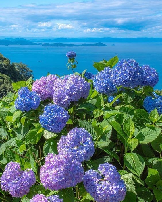 L Art De Cultiver Des Hortensias Blouissants Le Guide Ultime