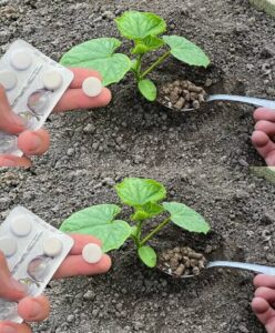 Comment Réussir à Faire Pousser De Beaux Concombres à La Maison avec 2