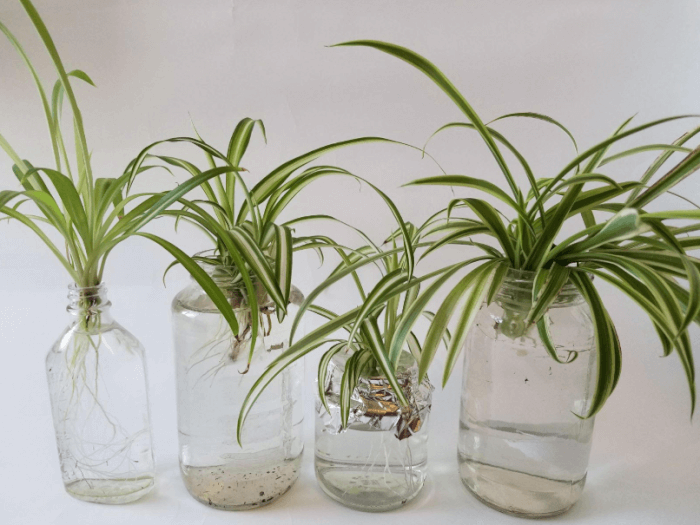 26 superbes plantes d'intérieur à cultiver dans des vases à eau - 169