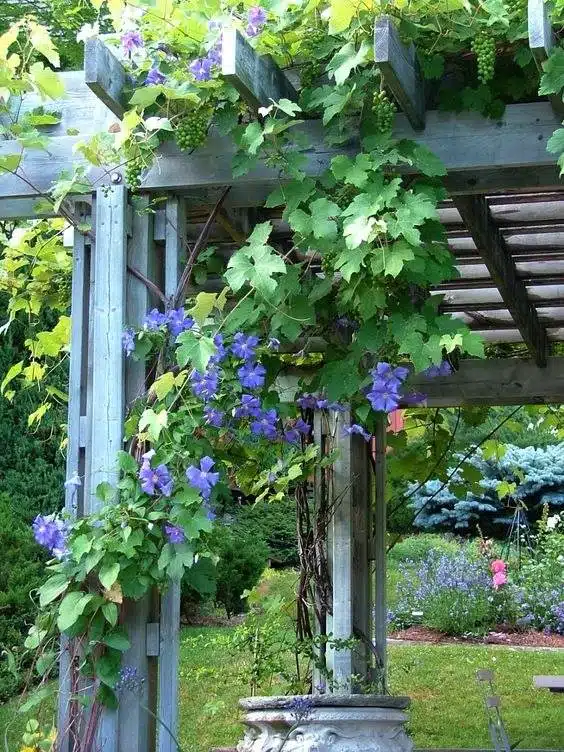 30 idées inspirantes pour créer une pergola colorée et parfumée - 197