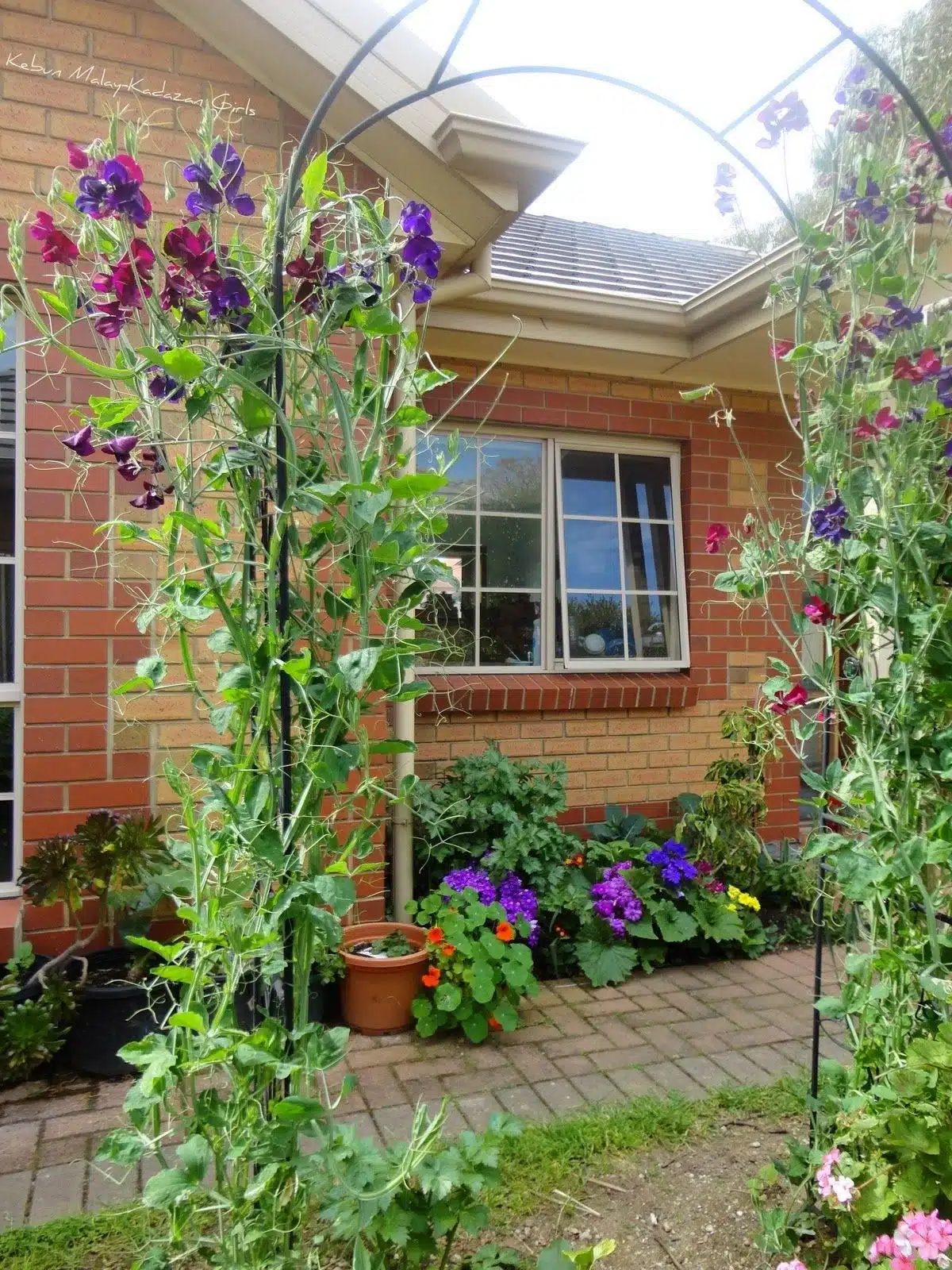 30 idées inspirantes pour créer une pergola colorée et parfumée - 211