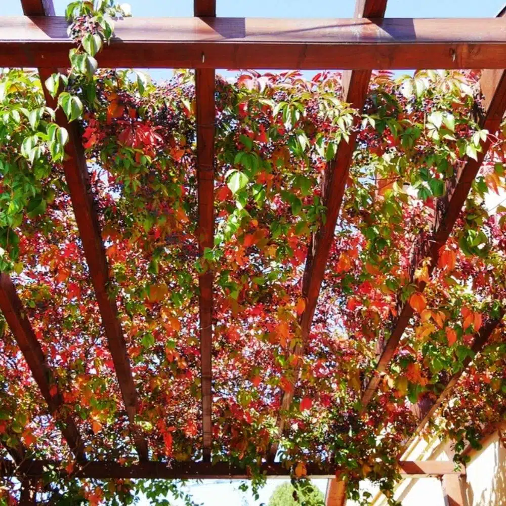 30 idées inspirantes pour créer une pergola colorée et parfumée - 221