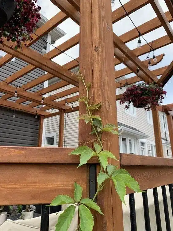 30 idées inspirantes pour créer une pergola colorée et parfumée - 225