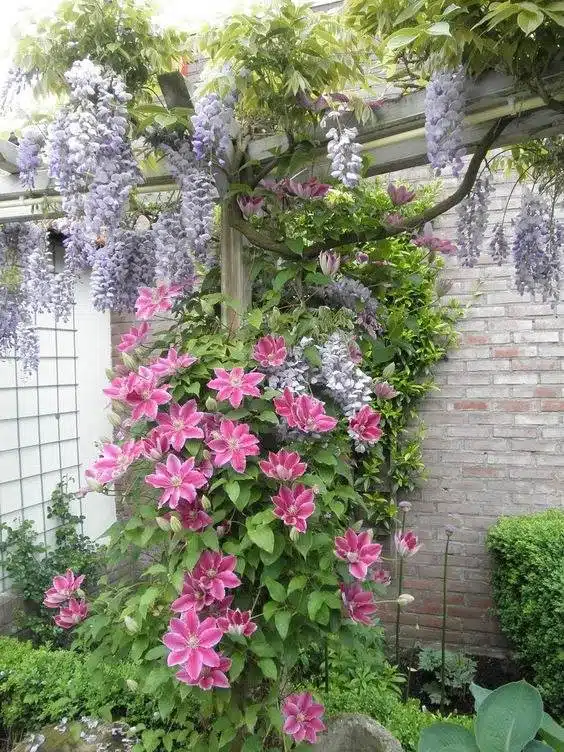 30 idées inspirantes pour créer une pergola colorée et parfumée - 229