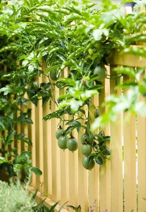 30 idées inspirantes pour créer une pergola colorée et parfumée - 243