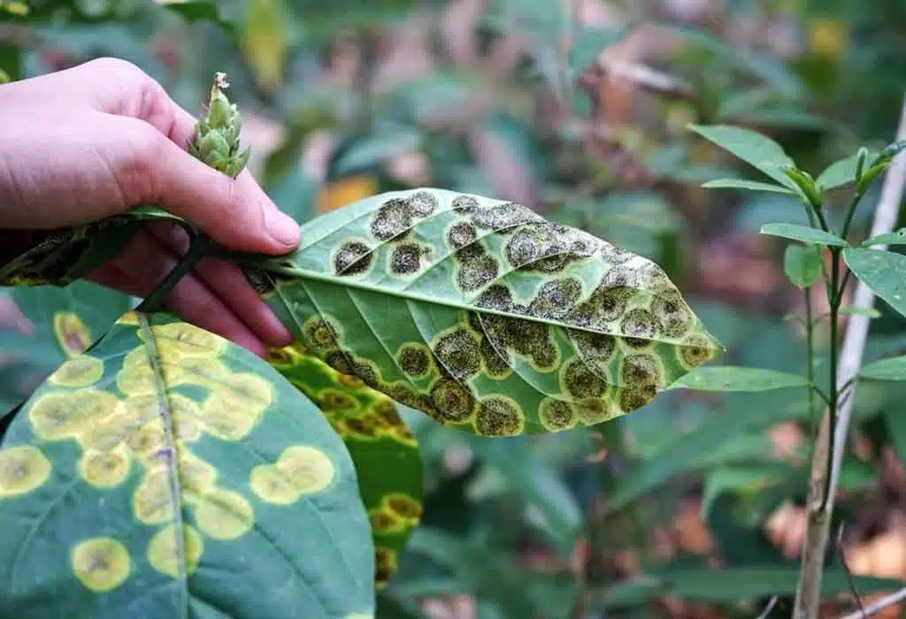 9 façons incroyables dont le jus de carotte profite à votre jardin - 71