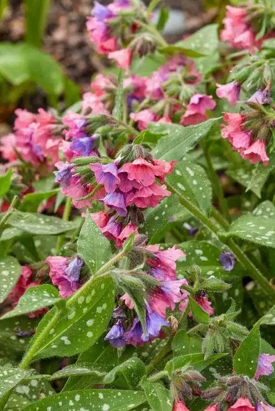 17 fleurs d'amour qui n'ont pas besoin de la lumière du soleil pour fleurir - 127