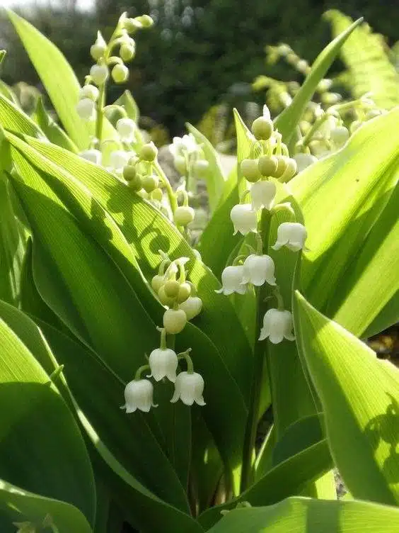 17 fleurs d'amour qui n'ont pas besoin de la lumière du soleil pour fleurir - 131