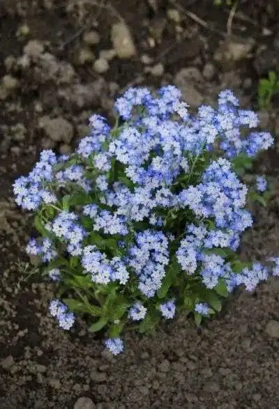 17 fleurs d'amour qui n'ont pas besoin de la lumière du soleil pour fleurir - 137