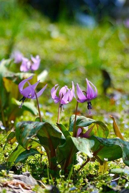 17 fleurs d'amour qui n'ont pas besoin de la lumière du soleil pour fleurir - 139