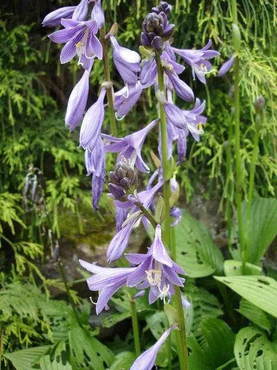 17 fleurs d'amour qui n'ont pas besoin de la lumière du soleil pour fleurir - 145