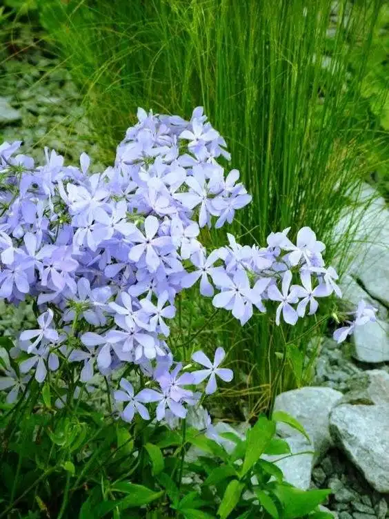 17 fleurs d'amour qui n'ont pas besoin de la lumière du soleil pour fleurir - 147