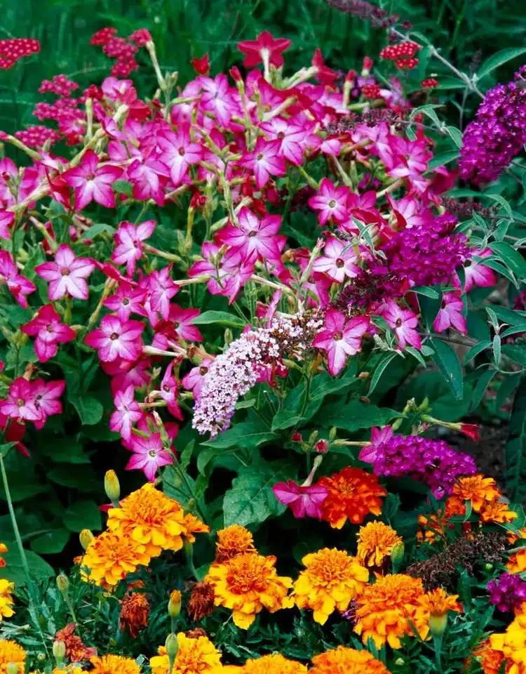 15 fleurs qui fleurissent la nuit pour un jardin de rêve et parfumé - 107