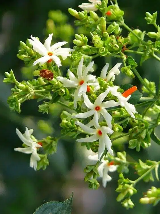 15 fleurs qui fleurissent la nuit pour un jardin de rêve et parfumé - 111