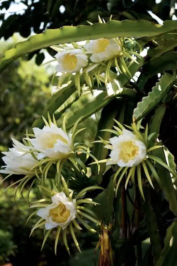 15 fleurs qui fleurissent la nuit pour un jardin de rêve et parfumé - 117