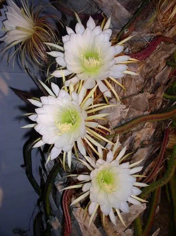 15 fleurs qui fleurissent la nuit pour un jardin de rêve et parfumé - 121