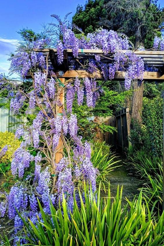 15 fleurs qui fleurissent la nuit pour un jardin de rêve et parfumé - 125