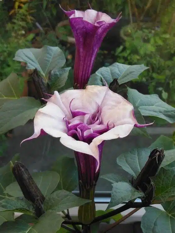 15 fleurs qui fleurissent la nuit pour un jardin de rêve et parfumé - 127