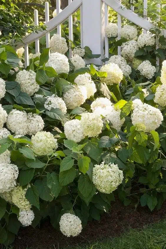 15 fleurs qui fleurissent la nuit pour un jardin de rêve et parfumé - 131