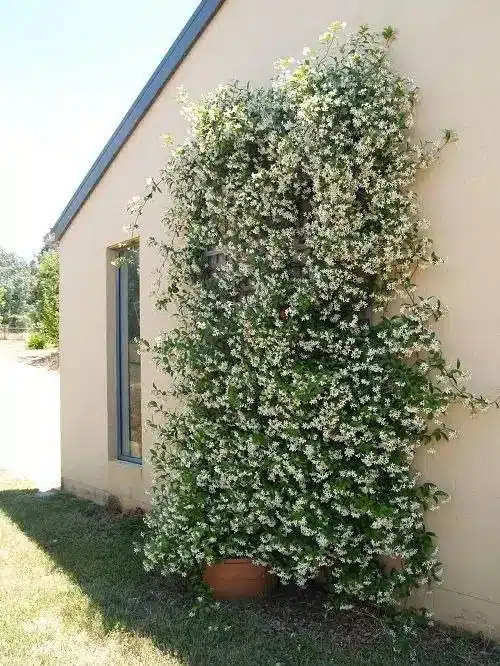 17 vignes étonnantes à croissance rapide pour ajouter un attrait extérieur à votre jardin - 119