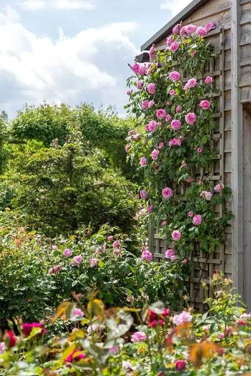 17 vignes étonnantes à croissance rapide pour ajouter un attrait extérieur à votre jardin - 131