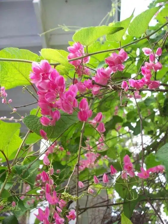 17 vignes étonnantes à croissance rapide pour ajouter un attrait extérieur à votre jardin - 147