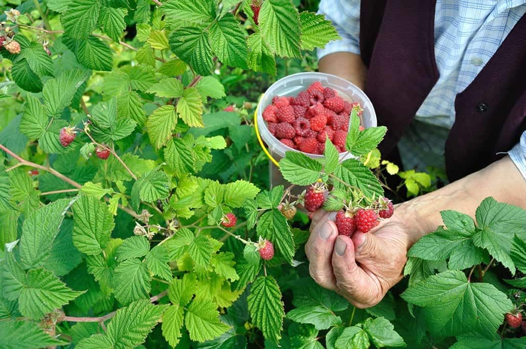 17 fruits que vous pouvez facilement cultiver à la maison et déguster des produits frais - 115