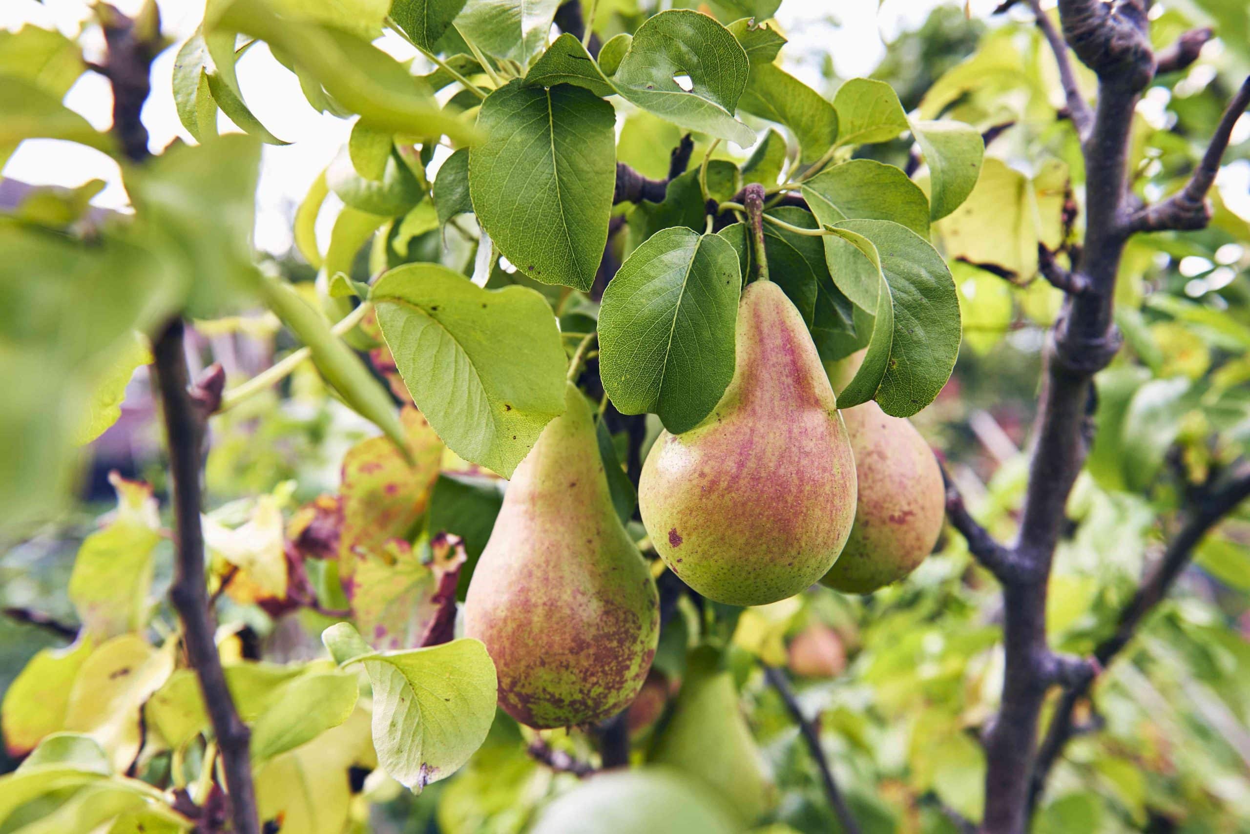 17 fruits que vous pouvez facilement cultiver à la maison et déguster des produits frais - 127