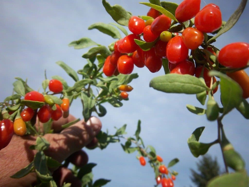 17 fruits que vous pouvez facilement cultiver à la maison et déguster des produits frais - 147