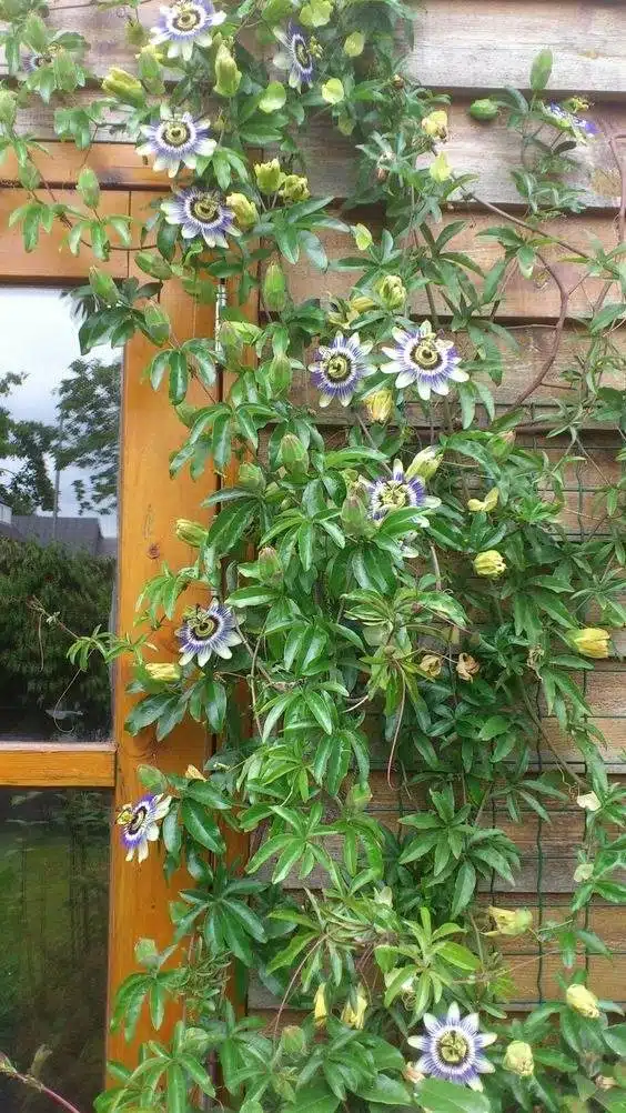 33 idées de murs de soutènement pour ajouter du charme et du caractère à votre jardin - 221