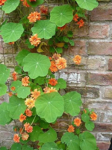 33 idées de murs de soutènement pour ajouter du charme et du caractère à votre jardin - 241