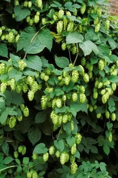 33 idées de murs de soutènement pour ajouter du charme et du caractère à votre jardin - 261