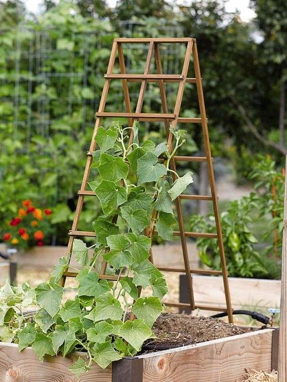 16 idées de potagers en conteneurs pour les jardiniers urbains - 109