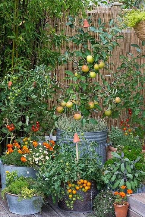 16 idées de potagers en conteneurs pour les jardiniers urbains - 131