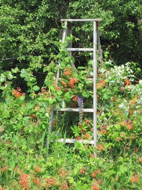 35 idées de treillis pour économiser de l'espace et ajouter du charme à votre jardin - 257