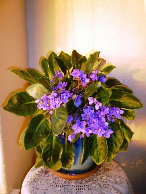 10 conseils pour conserver la floraison de votre violette africaine toute l'année - 87