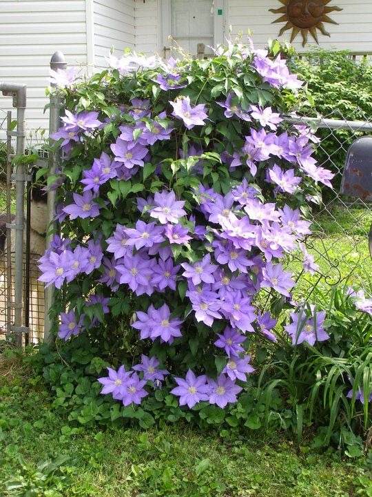 33 idées de clôtures de jardin ornées de superbes fleurs - 213