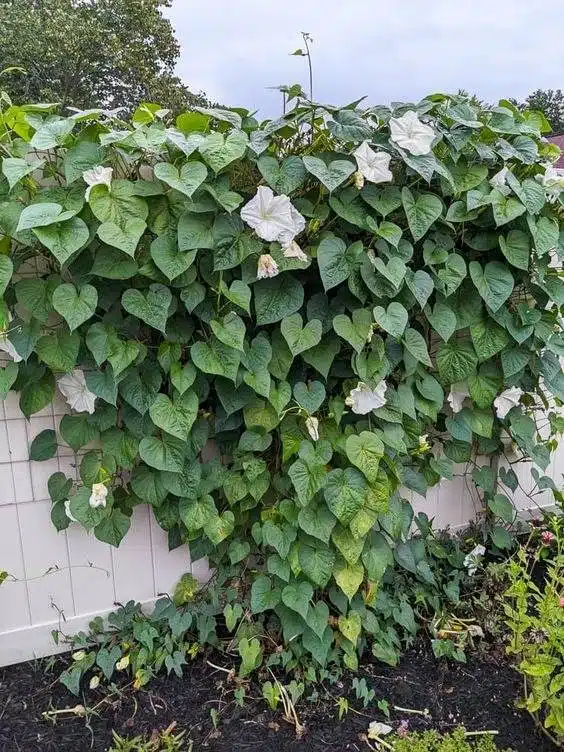 33 idées de clôtures de jardin ornées de superbes fleurs - 237