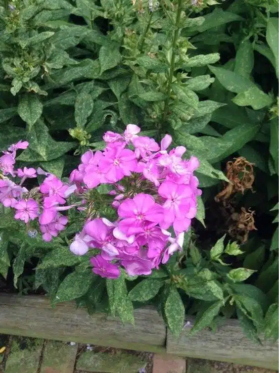 33 idées de clôtures de jardin ornées de superbes fleurs - 267