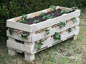 Jardinière de palette de fraises