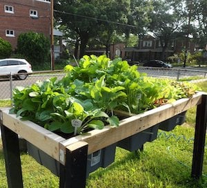 Jardinage à arrosage automatique