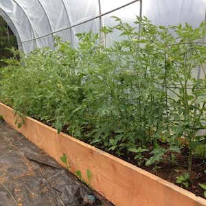 Serre polytunnel