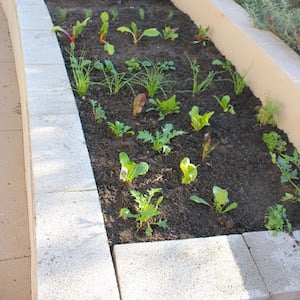 Lit de jardin surélevé en béton bricolage