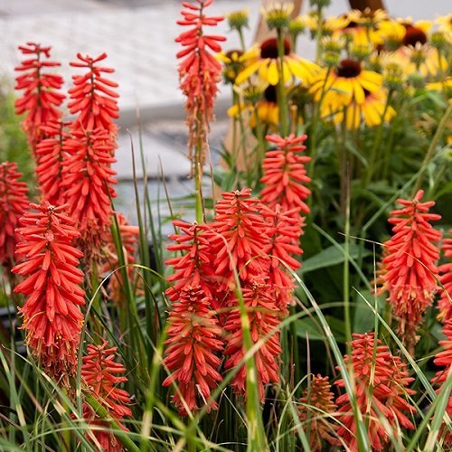 Des fleurs qui ressemblent à du feu 4