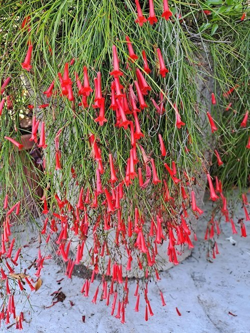 Des fleurs qui ressemblent à du feu 5