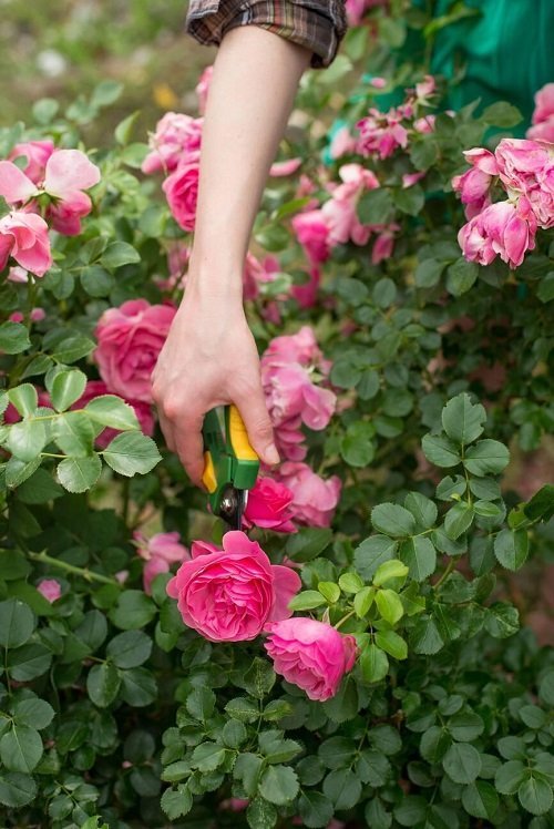 Taillez les buissons en mars pour plus de fleurs