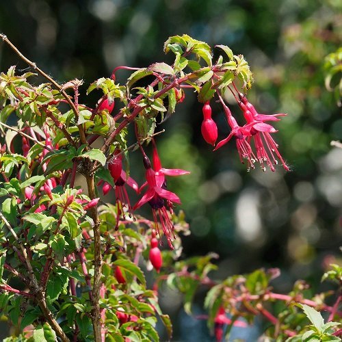 plantes Taillez en mars pour plus de fleurs 4