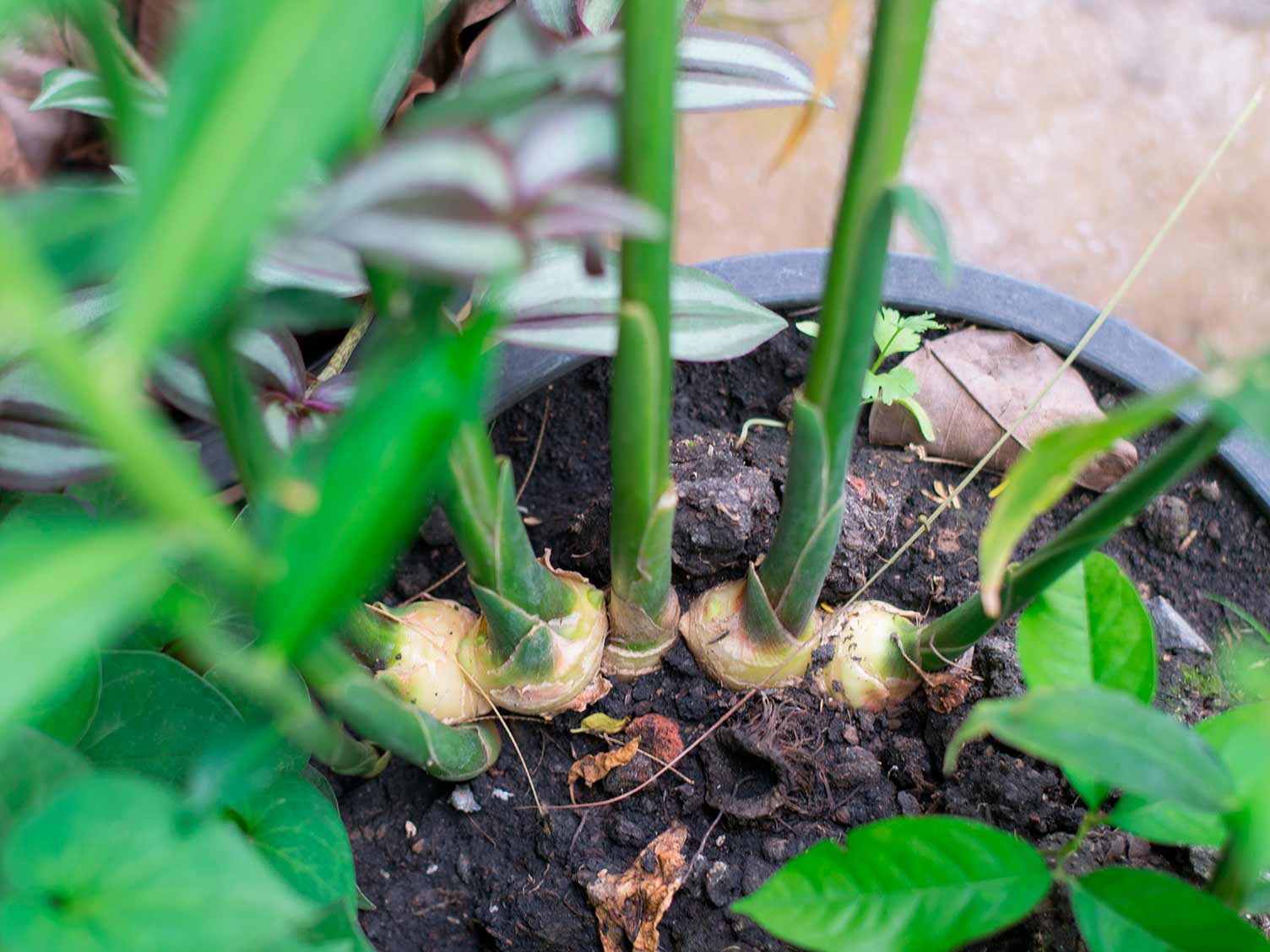 planter du gingembre