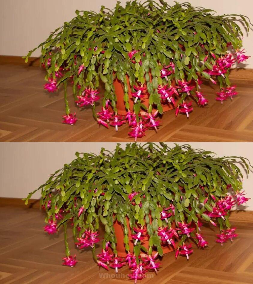 Comment faire fleurir le cactus de Noël toute l’année ?