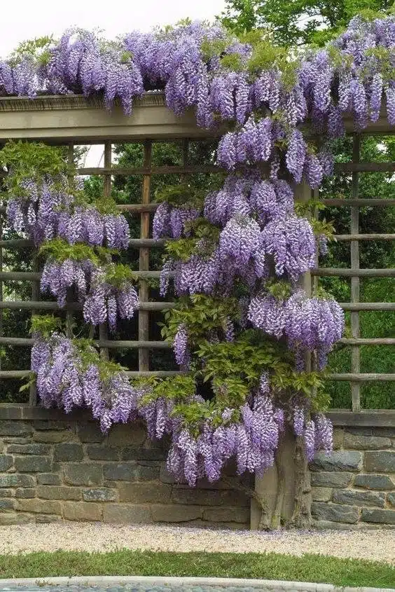 33 idées de clôtures de jardin ornées de superbes fleurs - 215